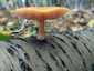 Narancsos csengettyűgomba (Pluteus variabilicolor), Budai-hegység